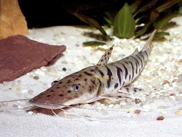 Sum płaskopyski - Pseudoplatystoma fasciatum - dowóz, wysyłka