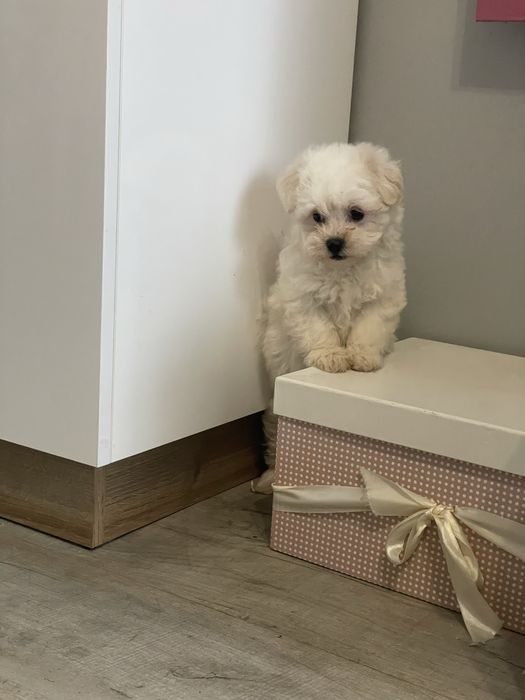 Maltipoo suczka Luna