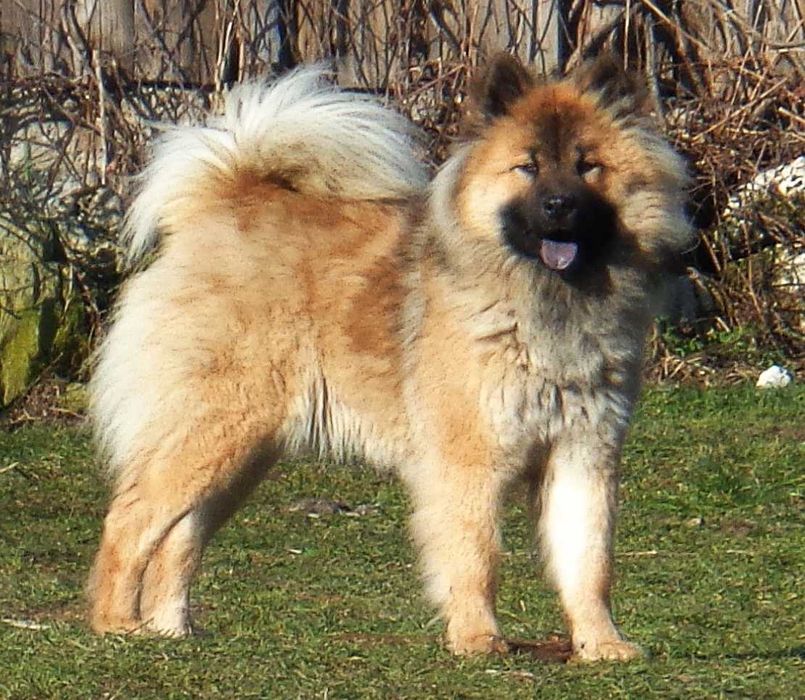 eurasier - odbiór w styczniu
