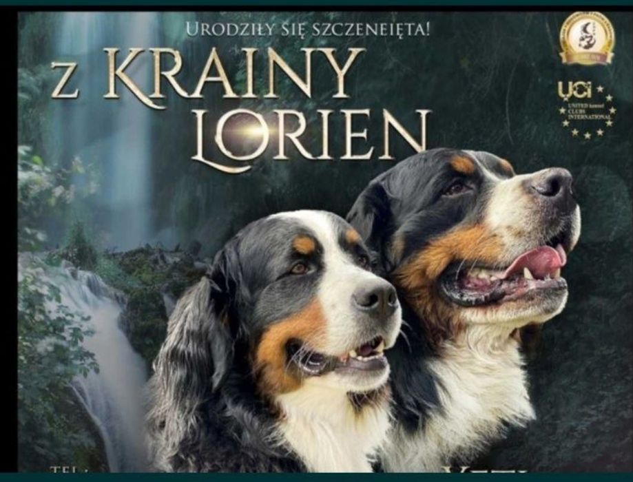 Berneński Pies Pasterski ZHPR UCI FCI