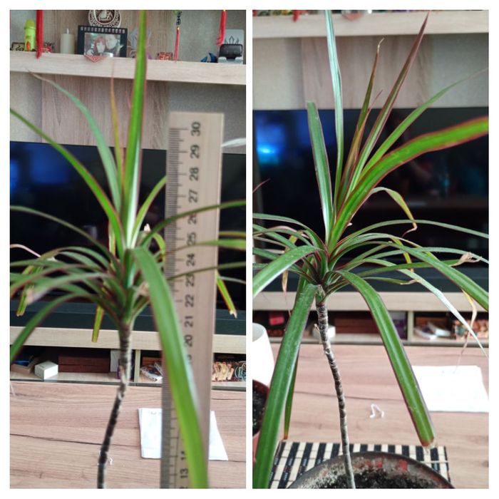 Продам драцены 40 60 80