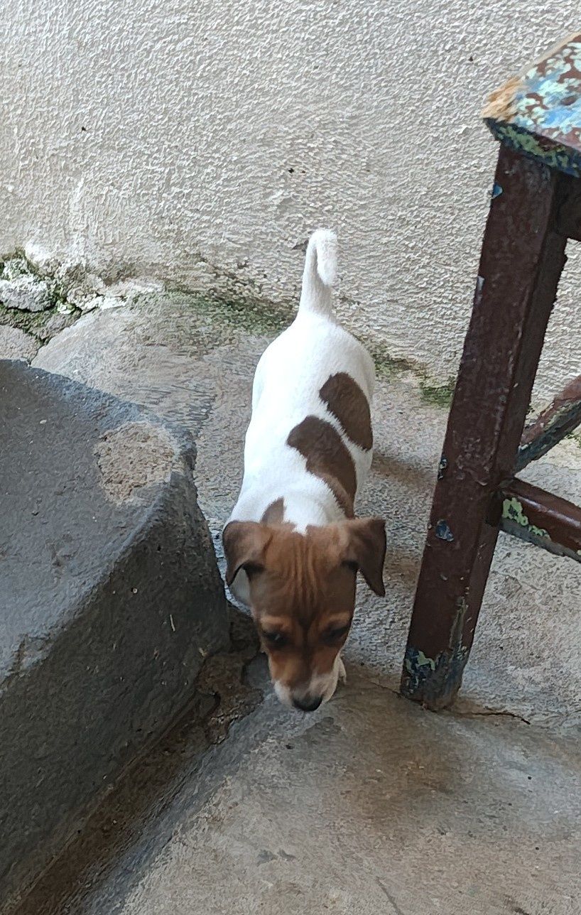 Jack russell terrier fêmea  Espetacular