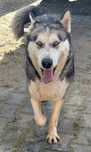 Suczka rasy husky