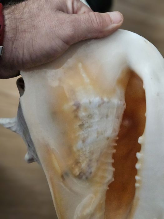 Muszla morska duża.