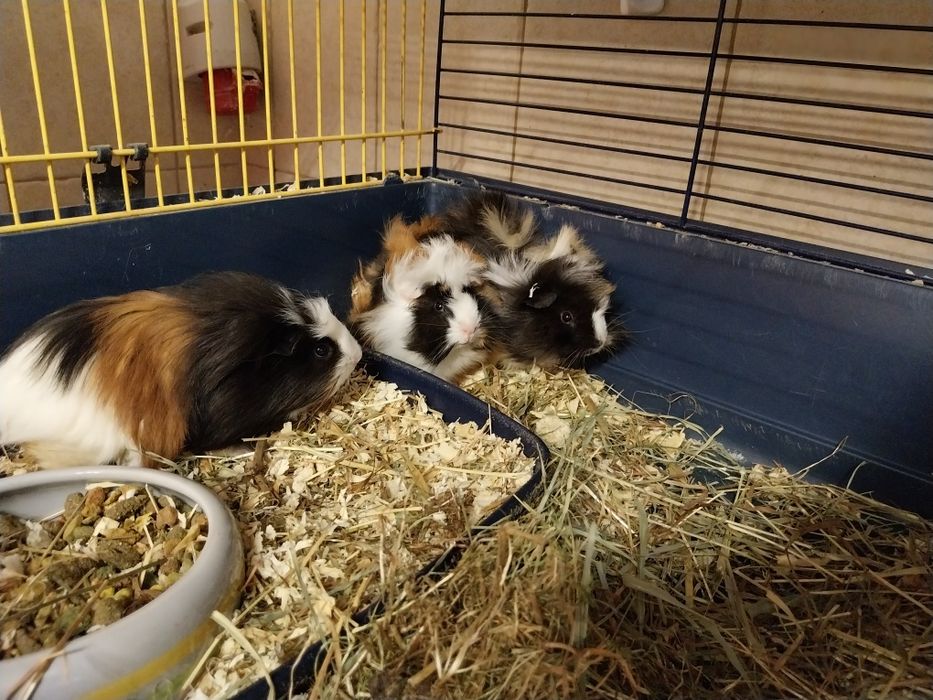 Świnka morska,  cavia,samice ur. 02.07.25