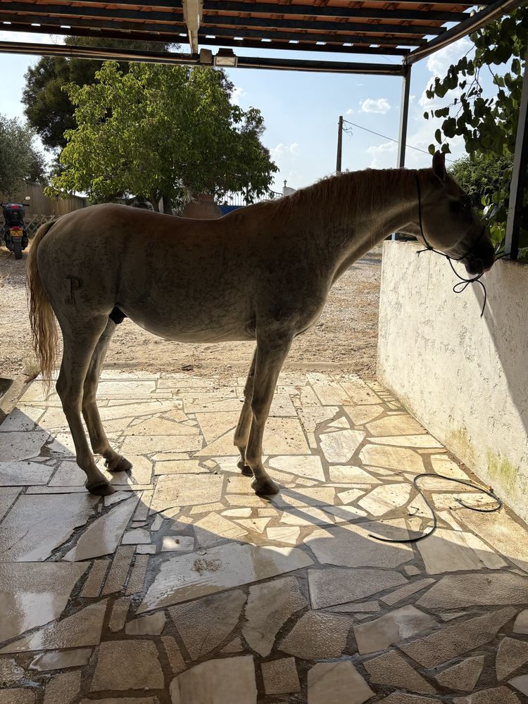 Cavalo alto manso