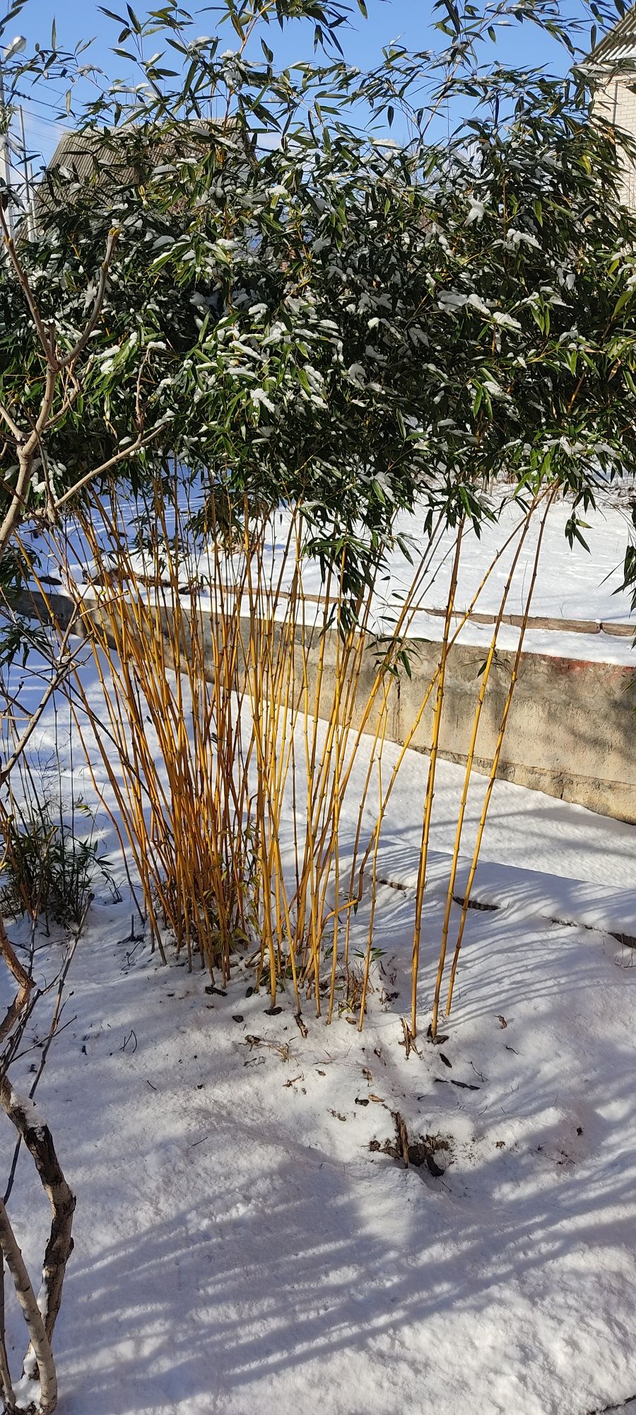 Саженцы бамбука. Зимостойкий (-25)золотий бамбук Phyllostachys aureosu