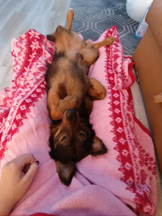 Nero – 8-letni aktywny pies pilnie szuka domu