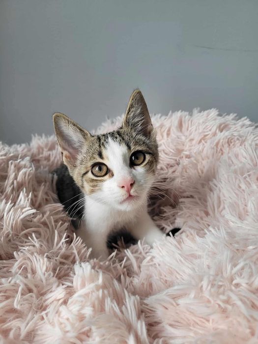Do adopcji kotek KRUM