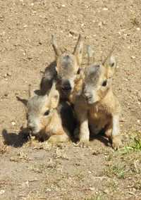 Мара патагонская, Патагонский заяц- малыши и сформированные пары