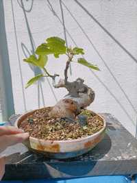 Bonsai figueira , fícus carica