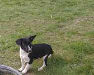 Pieski border collie