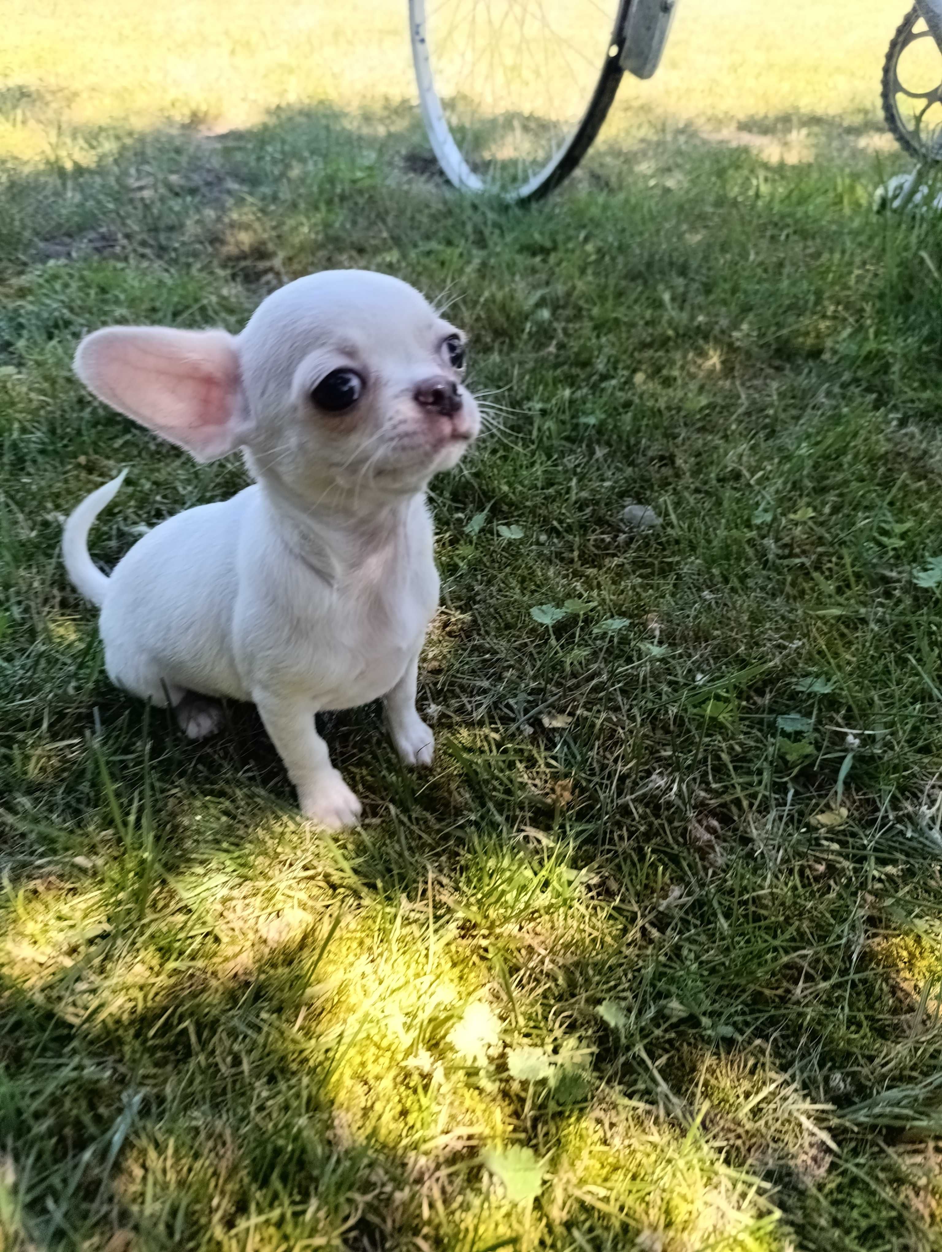 Piesek Chihuahua