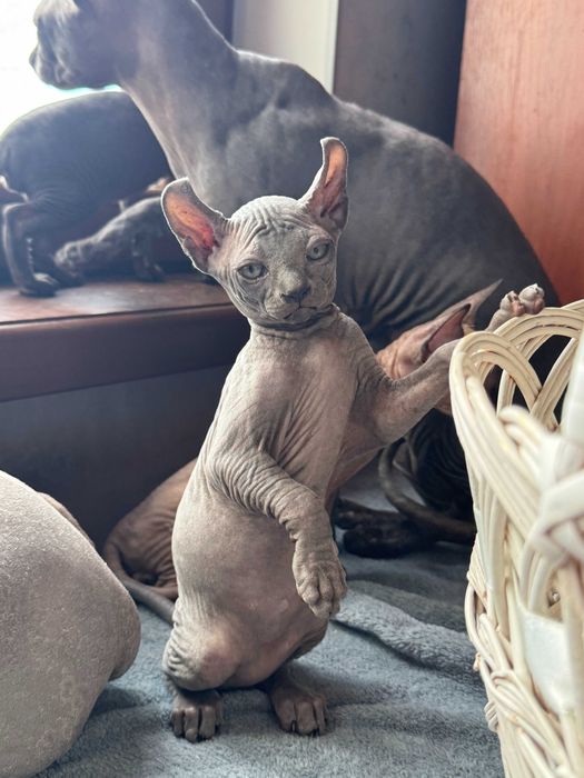 Сфінкси,які вміють приносити Щастя