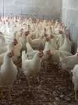 Kury Nioski Leghorn 24 tygodnie. Wysyłka!