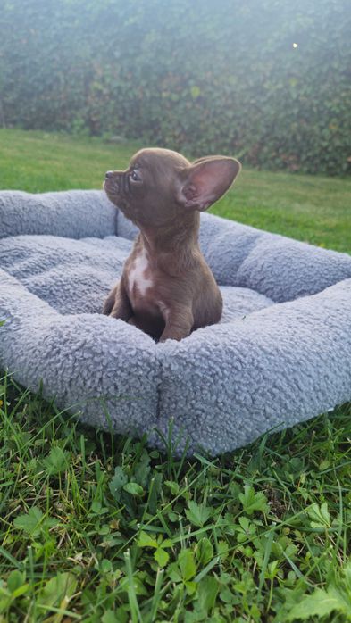 Chihuahua krótkowłosa