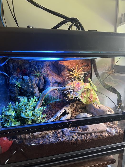 Terrarium Exo-Terra 60x45x45 + wyposażenie
