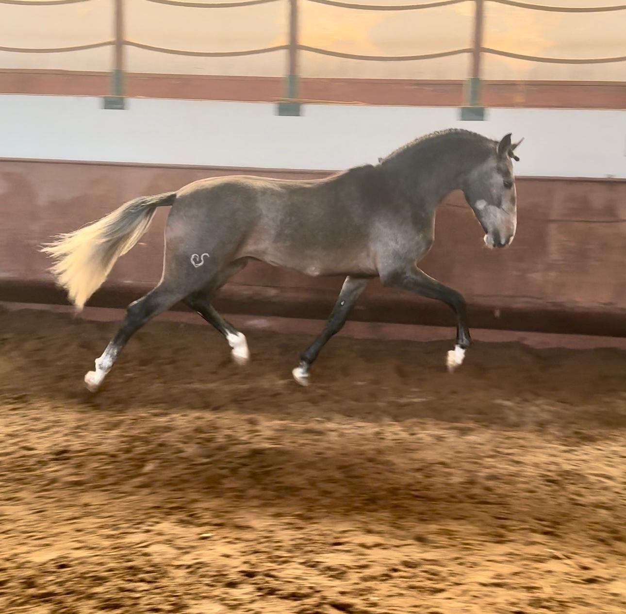 Poldro  lusitano