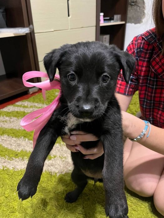 Віддам собачок в добрі руки