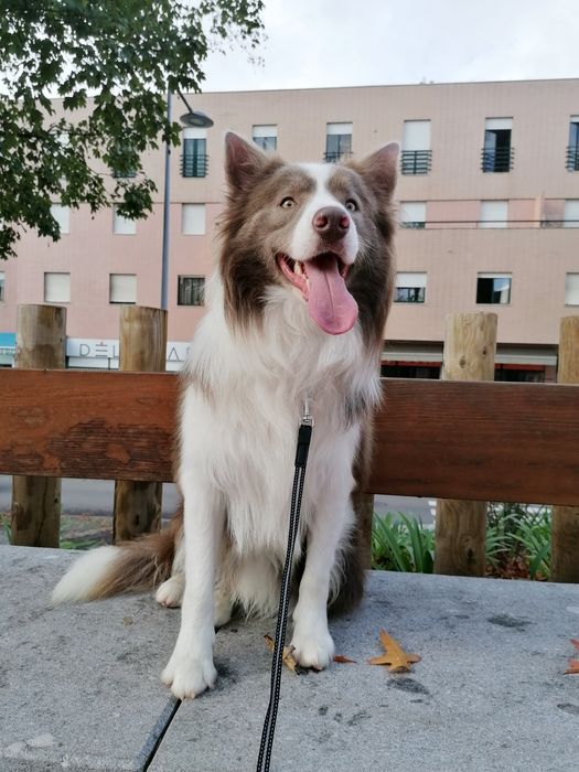 Border Collie para reprodução