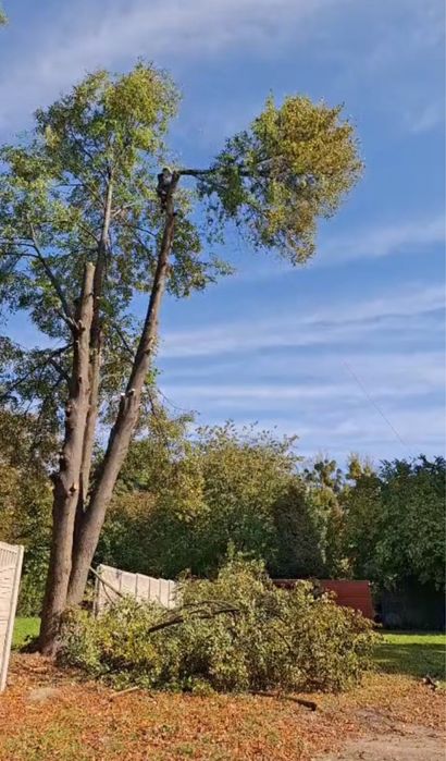 Wycinka drzew arborysta usuwanie frezowanie korzeni pielęgnacja drzew