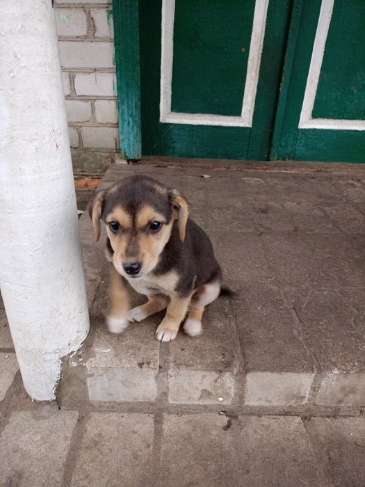 Цуценята песики щенки