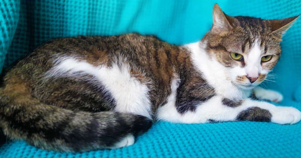 Брітні, біло-смугаста кішечка, шукає сім’ю! кішка 1рік,  кошка кошеня