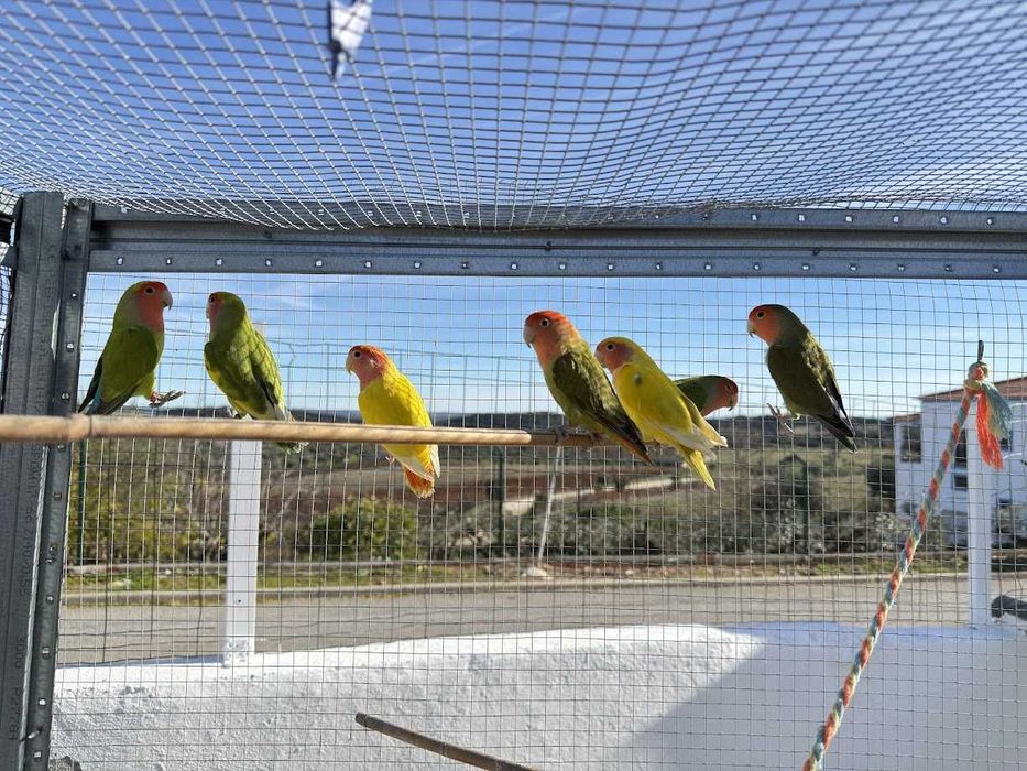 Roseicollis – Várias Mutações, Machos e Fêmeas