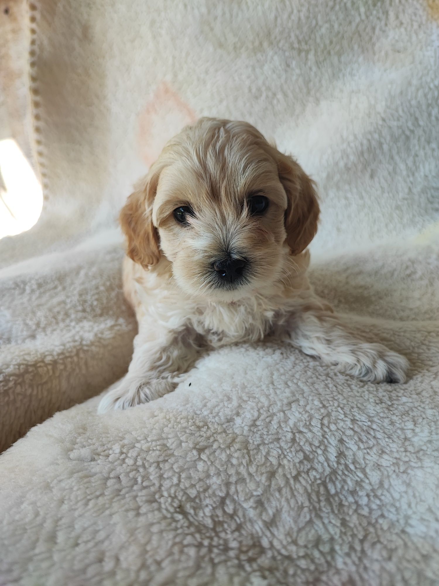 Maltipoo chłopiec F1