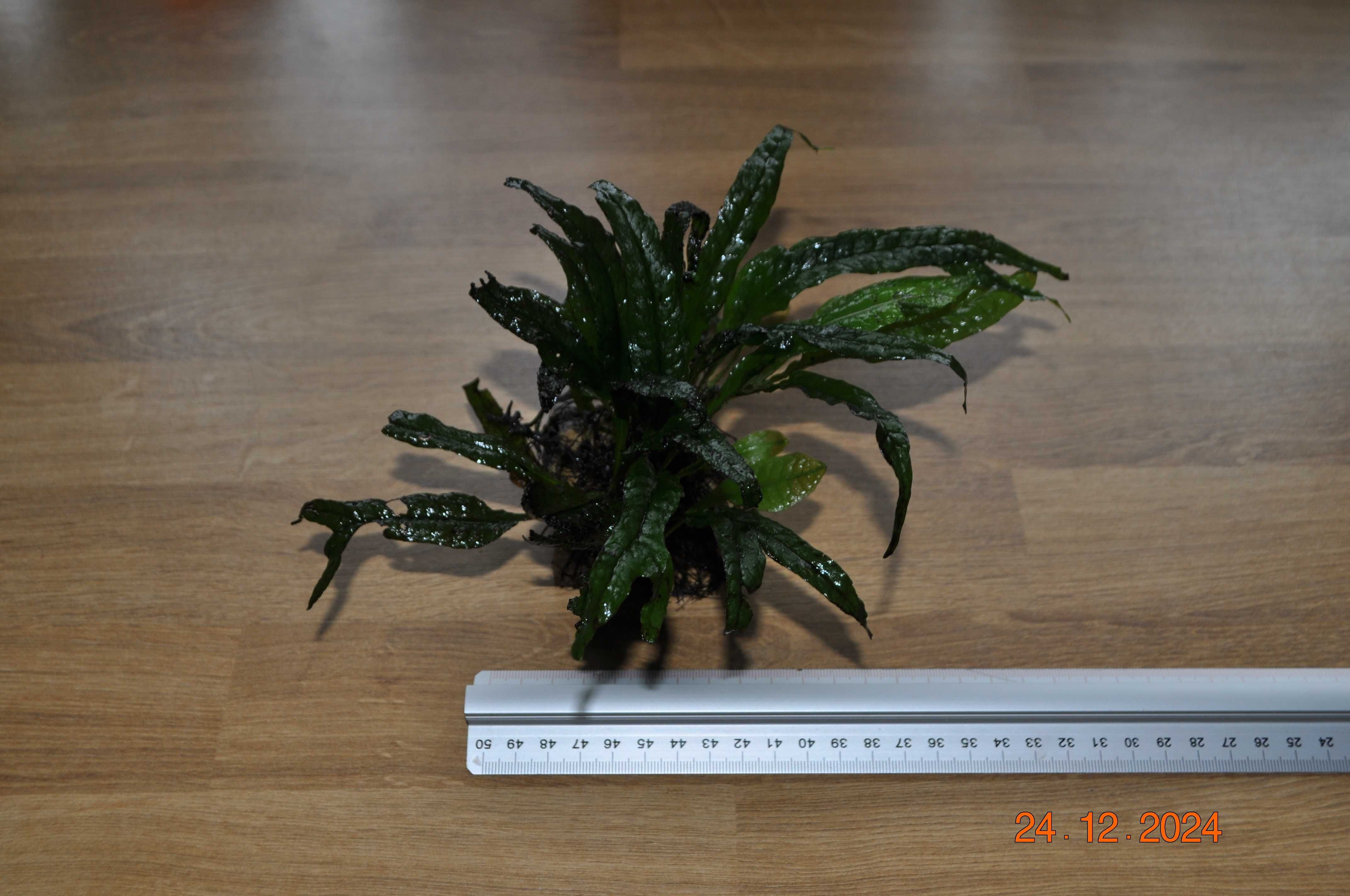 Microsorium Sp. Thor Hammer, Pteropus, Latifolia na korzeniu kamieniu
