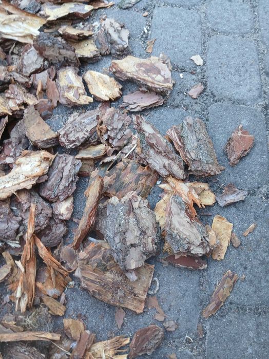 Kora Ogrodowa worki 15zł