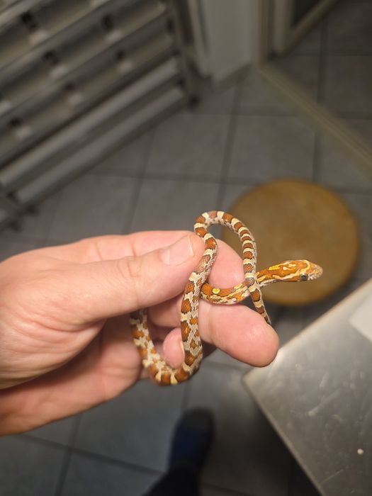 Węże zbożowe het palmetto