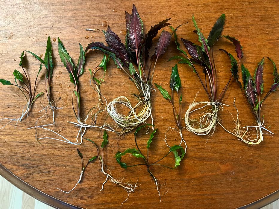 Акваріумні рослини. Кріптокоріна