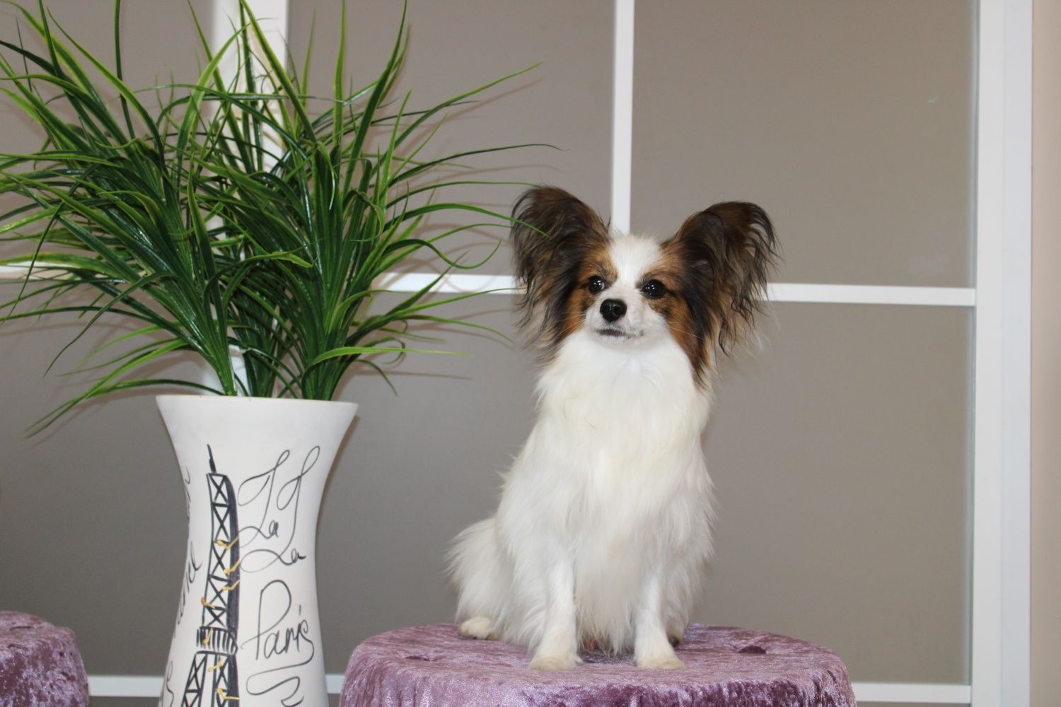 Butterfly male Papillon sable white colour FCI/КСУ kennel Папійон КСУ!