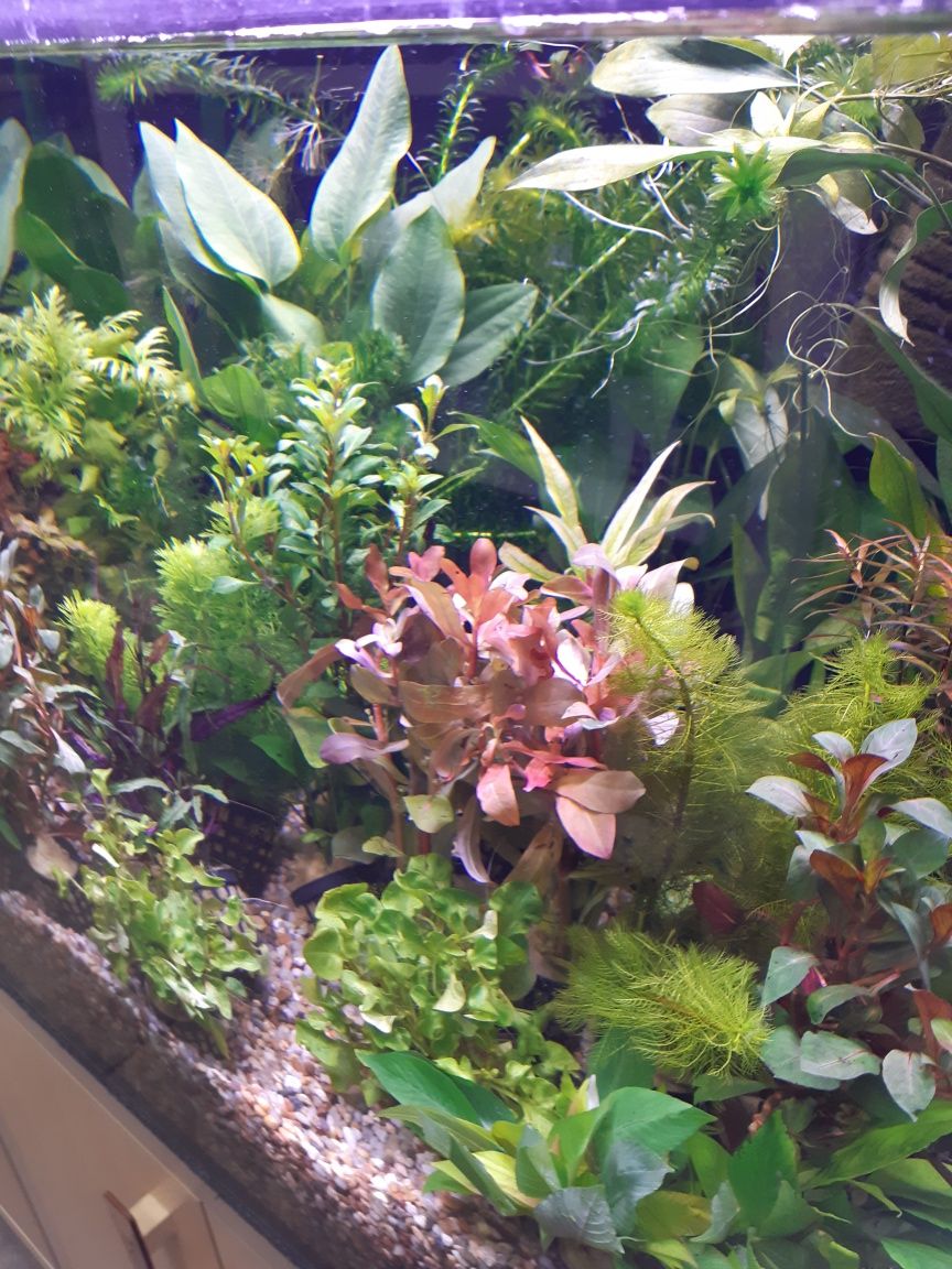 Echinodorus Amazonicus (żabienica amazońska)
