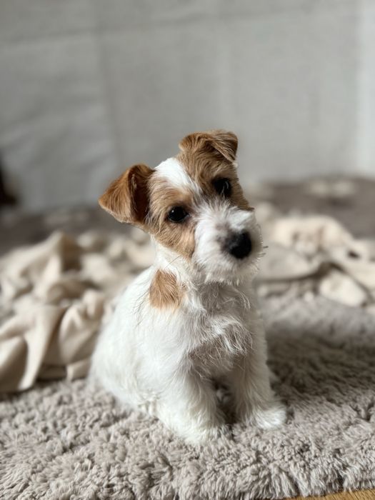 Jack Russell Terrier- szorstka, biało- brązowa „dziewczynka" FCI
