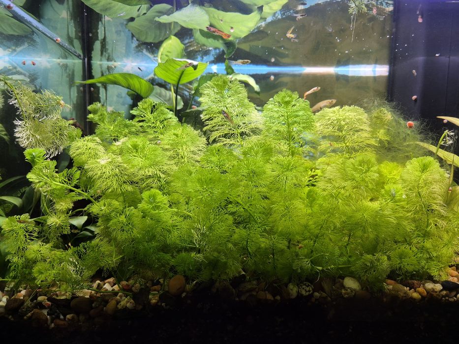 Guppys e plantas aquáticas