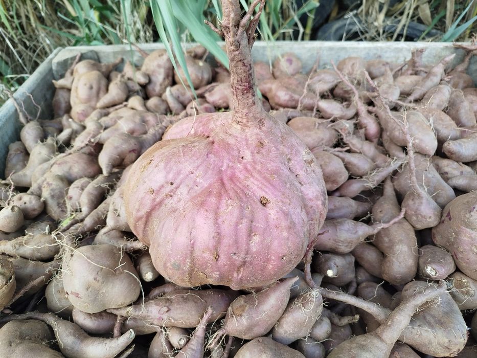 Batata muito  doce 0.70 €