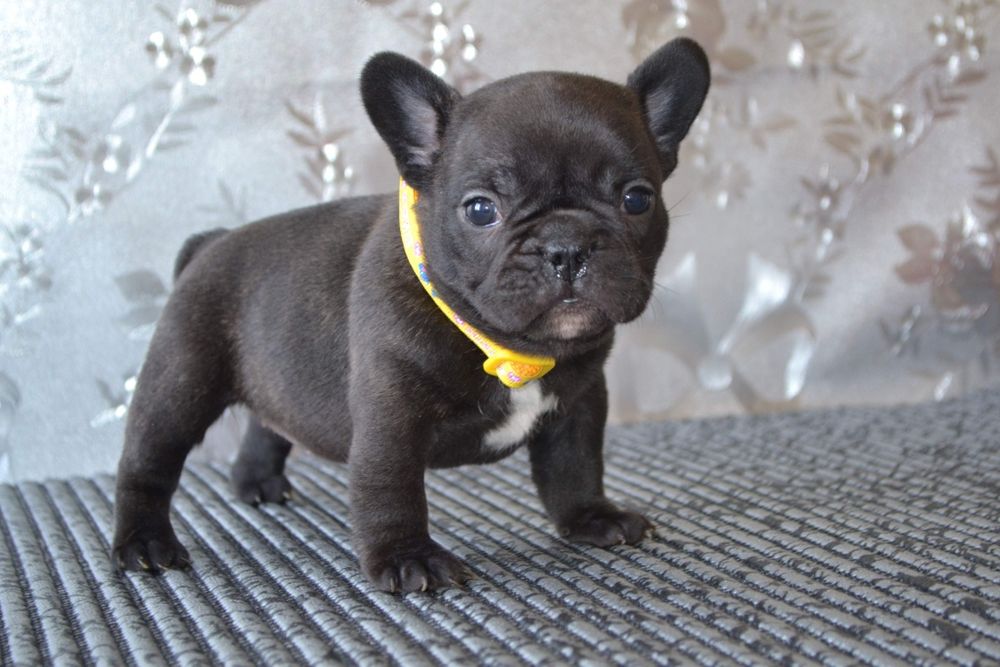 Французька  дівчинка !