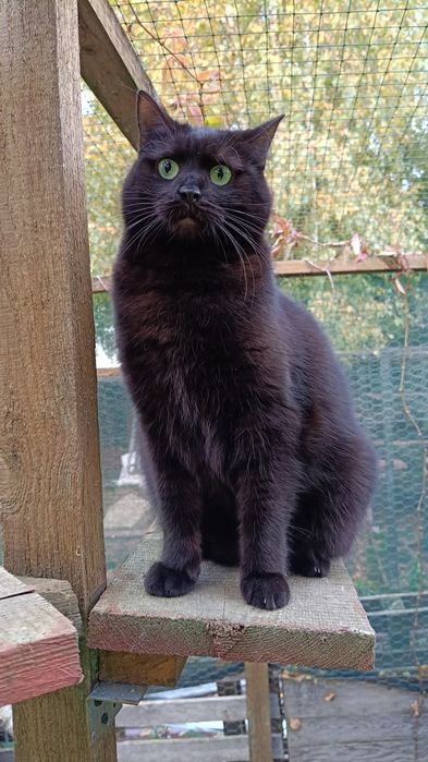 Wyjątkowa kotka Murka