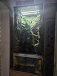 Sprzedam gekony orzesiowe z terrarium