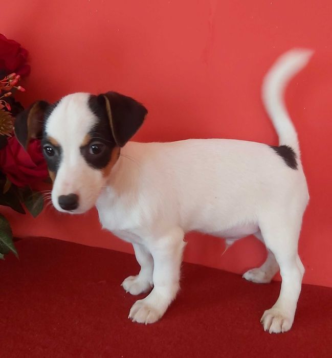 Jack Russel Terrier gładkowłosy piesek nr 1
