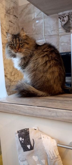 Пропала кошка . Пушистая , игривая ,.