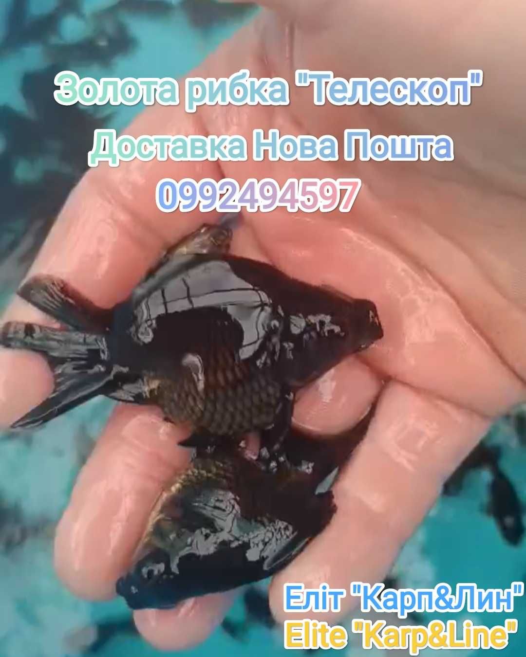Продаж різних риб