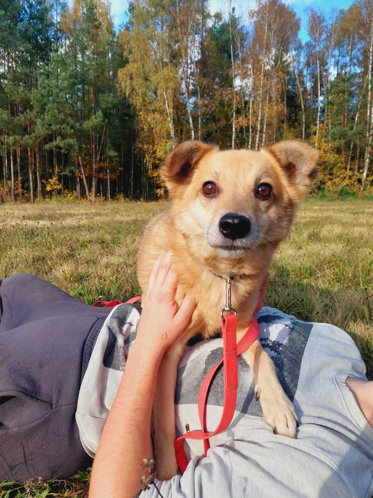 Płowik vel Gruby cudownie rozkoszny psiak szuka rodzinki dla siebie