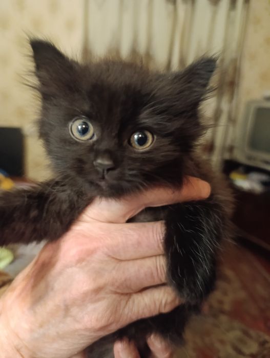 Візьміть кошеня, прибилось