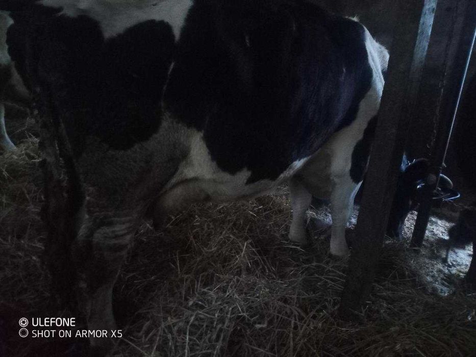 Sprzedam krowe mleczną