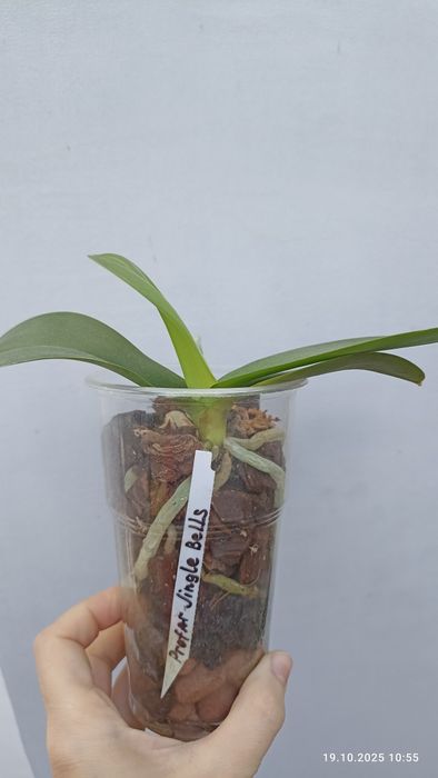 Орхідея орхидея метелик