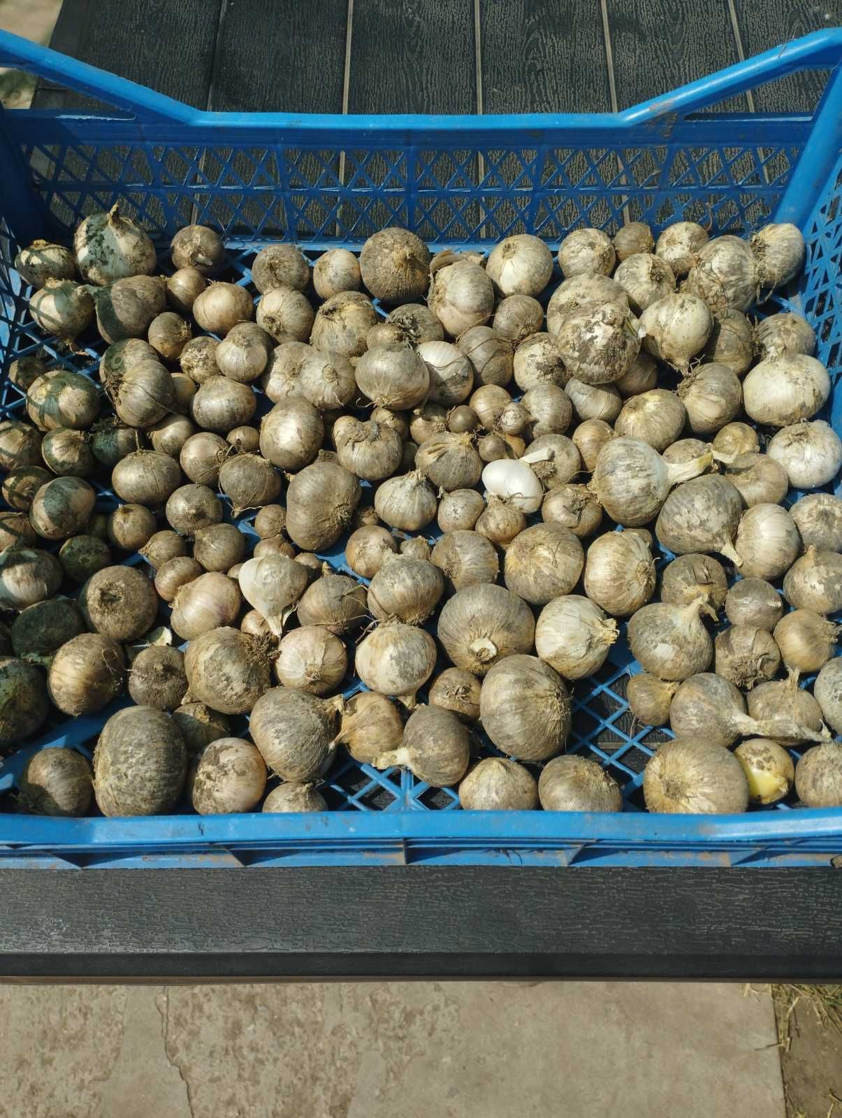 Часник гігант Рокамболь