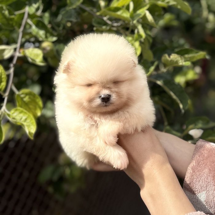 чудова дівчинка шоу классу